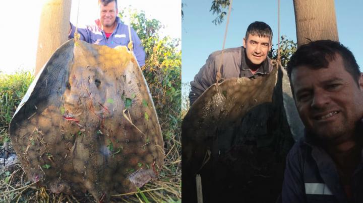 Pescadores de San Javier pescaron una raya de más de 150 kilos