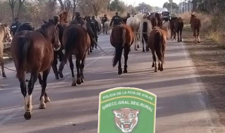 San Javier: Los Pumas siguen arreando tropillas de caballos de la ruta