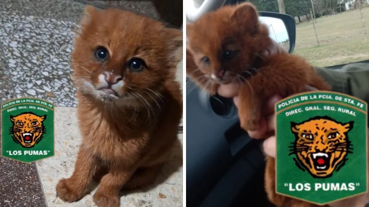 San Justo: un cachorro de puma apareció en la puerta de la casa de un vecino