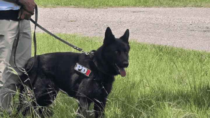 Perros de la PDI, campeones argentinos en un prestigioso torneo