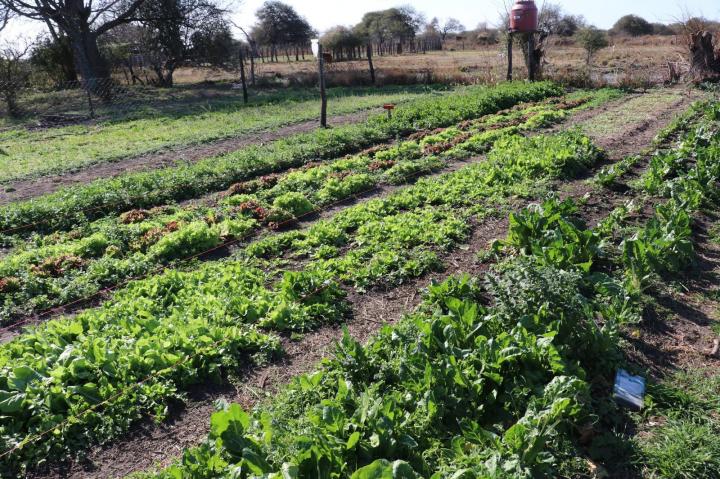 Rojas presentó un proyecto para extender la suspensión de desalojos de familias de la agricultura familiar