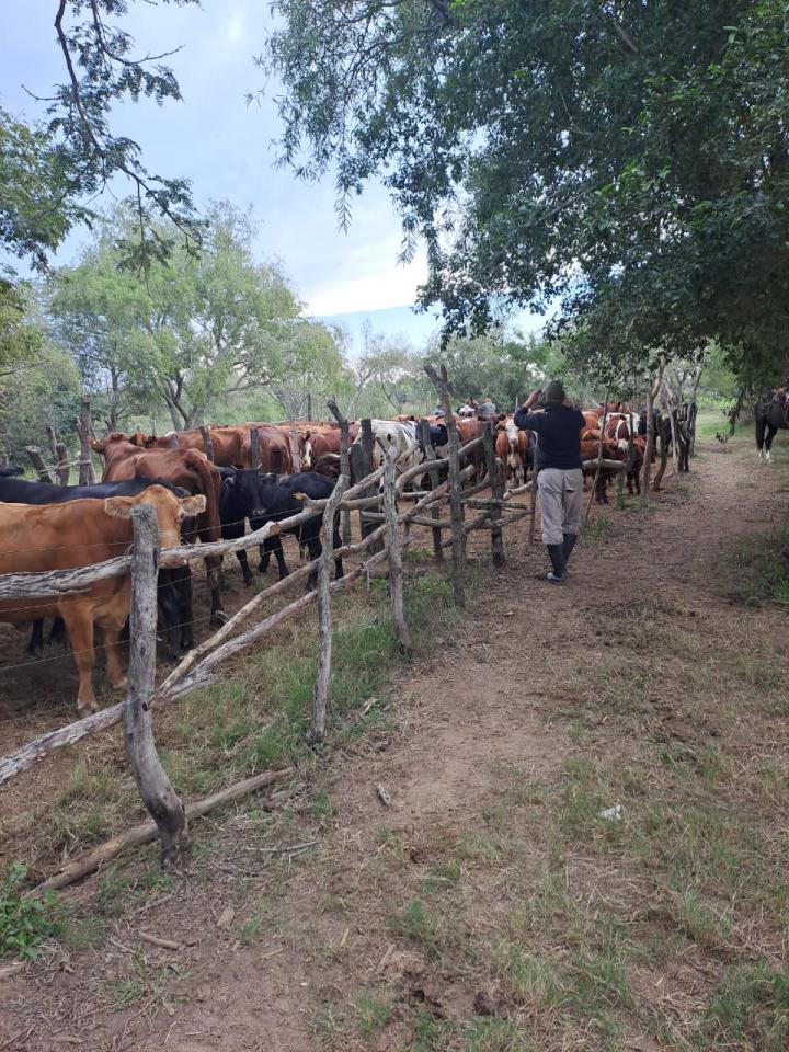 Colonia Teresa: se investiga el presunto robo de un lote de vacunos