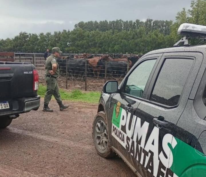 La Brava: denunció la faltante de 6 vacunos orejanos y estarían en el campo del vecino