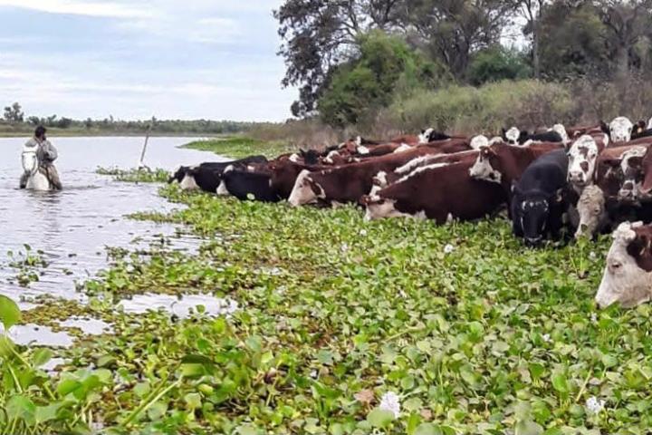 Según la Provincia ya se evacuó más del 70 % de la hacienda en islas de todo el territorio