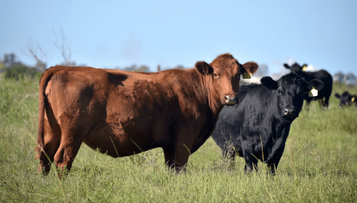 Fuerte optimismo en el campo: la ganadería impulsa inversiones y expectativas positivas