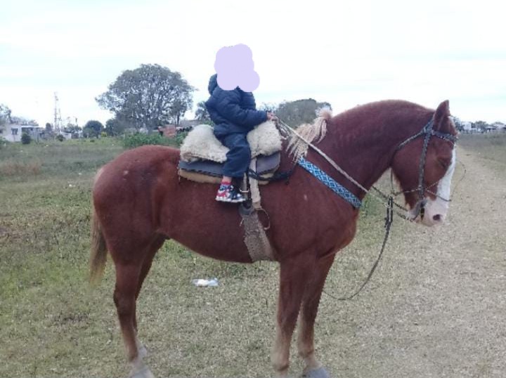 Sigue la crueldad animal contra los caballos en San Javier 