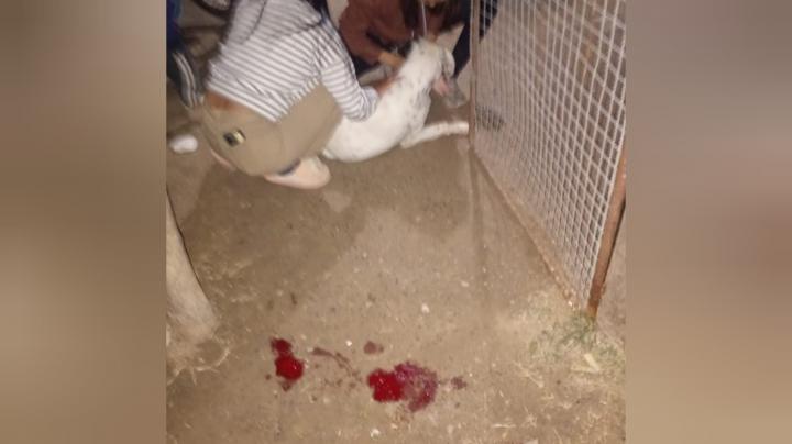 Dos sujetos habrían apuñalado cobardemente un perro 