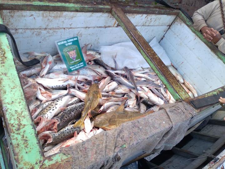 Cayastá: Llevaba más de 500 piezas de sábalos y surubies fuera de medida 