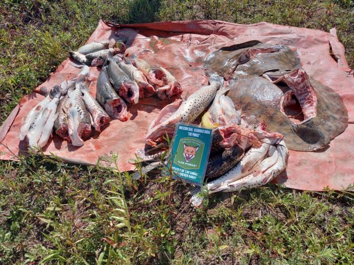 Garay: Los Pumas realizaron operativo por 850 piezas de pescado