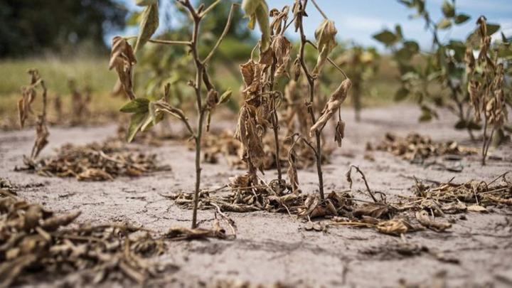 La Secretaría de Producción de San Javier informa que está disponible la Emergencia Agropecuaria 