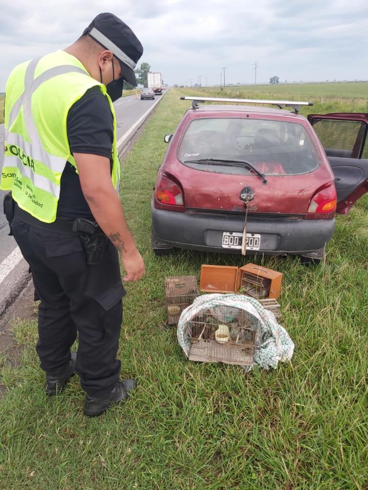 La Policía de Seguridad Vial liberó 30 jilgueros que eran contrabandeados en jaulas