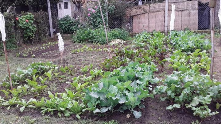Avanza el proyeto de Huerta Comunitaria en Colonia Los Jacintos 