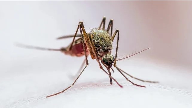 Por qué hay tantos mosquitos en Santa Fe y qué hacer ante la invasión