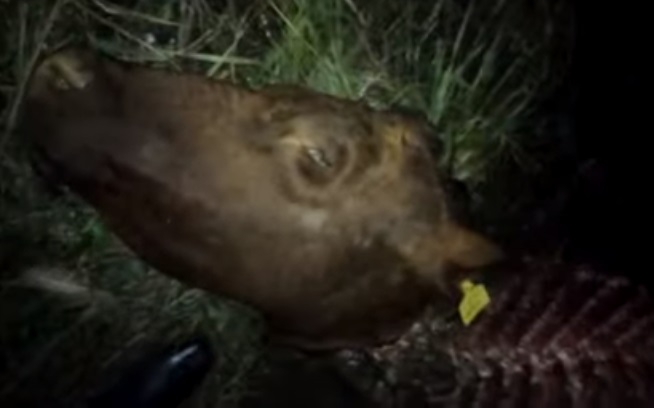 Colonia Francesa: carneraron una vaca preñada a punto de parir 