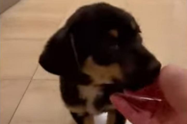 Le quitó el perro a un indigente, pidió ayuda económica en Twitter y fue escrachada 
