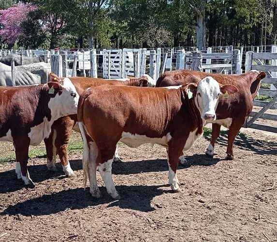 Nuevo remate de hacienda en la Sociedad Rural de San Javier 