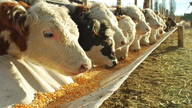La Municipalidad de San Javier invita al curso de “Cría y manejo de ganado”