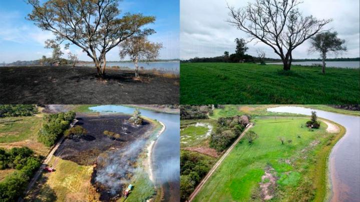 Tras el fuego devastador, los Esteros del Iberá vuelven a exhibir su 