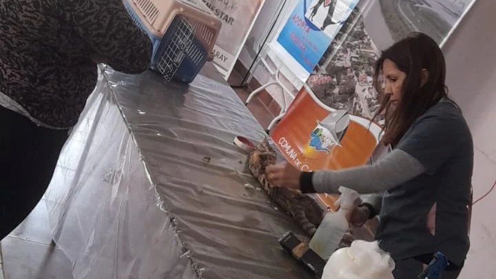 Cayastá: Campaña de castraciones masivas para mascotas