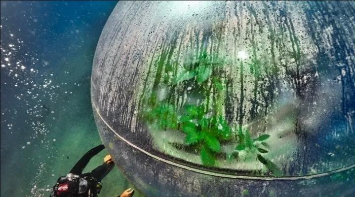 El Jardín de Nemo: Una huerta submarina surrealista