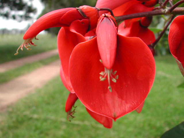 Por qué el 22 de noviembre se celebra el Día de la Flor Nacional