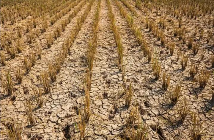 El gobierno ampliará la declaración de emergencia y desastre agropecuario