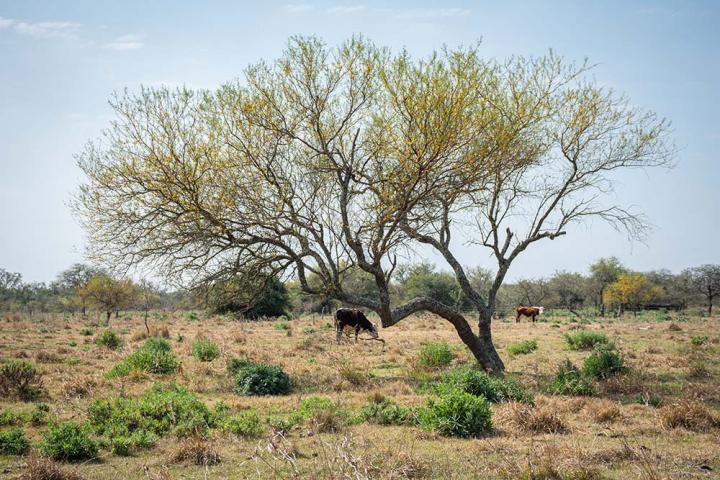Importante capacitación sobre manejo de bosques nativos en San Javier 