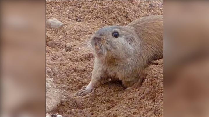 Tuco-tuco: Descubren un nuevo mamífero en Córdoba