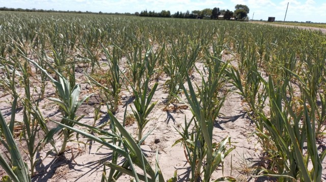 La provincia instrumenta una asistencia financiera de $700 millones para productores agropecuarios afectados por la sequía.