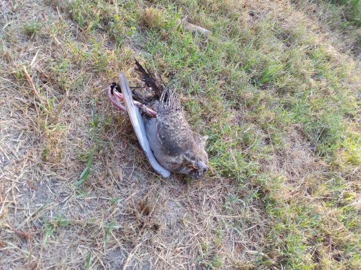 ¡Voló la paloma! Un ave dejó sin luz, cable e internet a medio San Javier 