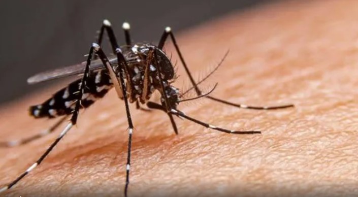 Fuerte suba de casos de dengue: confirman 84 infectados en toda la provincia de Santa Fe