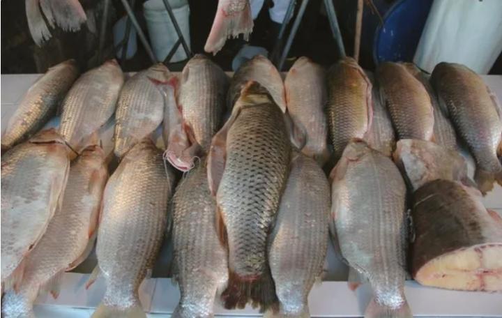 Un estudio revela los niveles de agro tóxicos mas altos del mundo en peces del río Salado