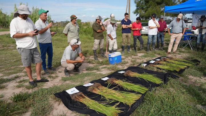 De la mano del INTA San Javier, se realizó la Sexta Recorrida Anual de Ensayos del Cultivo de Arroz