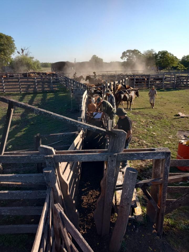 Prisión preventiva para dos sujetos por robarse 52 cabezas de vacunos raza Hereford