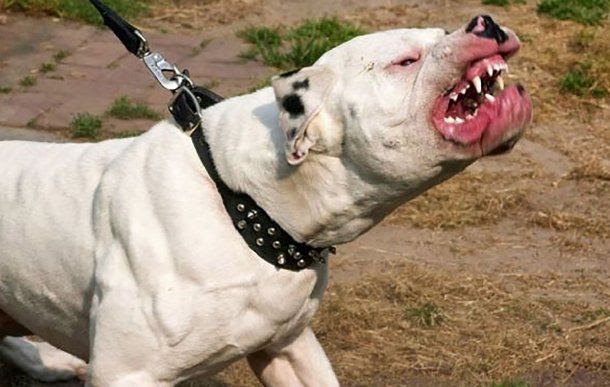 Un perro pitbull atacó y mató a un nene de 8 años 