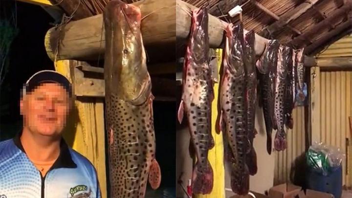 La Justicia correntina investiga a un pescador por la matanza de 15 surubíes 