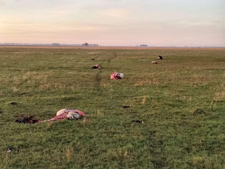 San Javier: A un productor le mataron 10 vacunos y solo se llevaron dos