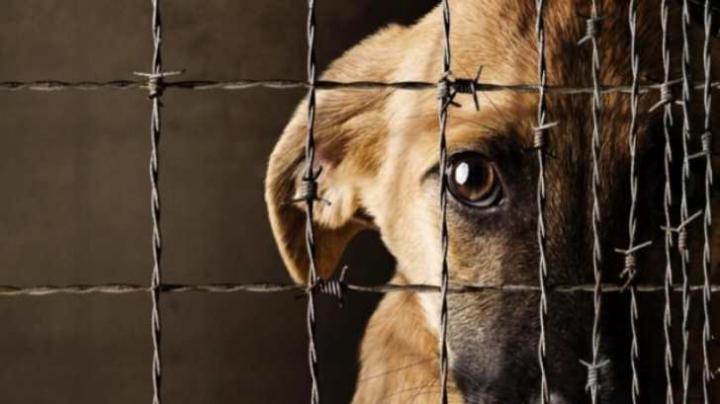 Colonia Francesa: Un sujeto mató de un tiro el perro de la vecina 