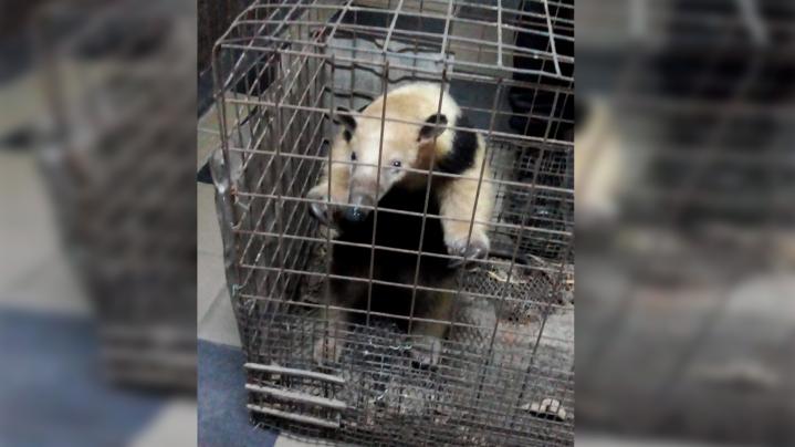 La policía de Helvecia rescató un osito melero