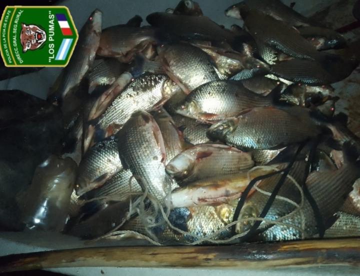 Guardia Los Pumas de San Javier y Romang con operativos por depredación a la fauna