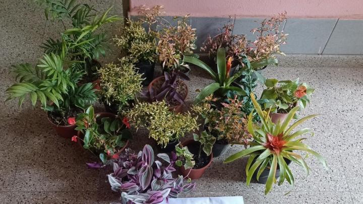 Campo del Medio: Se recuperaron plantas sustraídas de un vivero por un valor de $1.000.000
