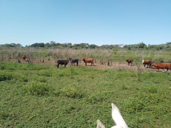 San Javier: se le perdieron dos terneras  y aparecieron marcadas desde la isla del vecino 