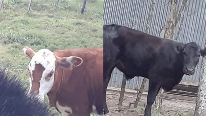 San Javier: le cortaron los alambres y le soltaron dos novillos del campo