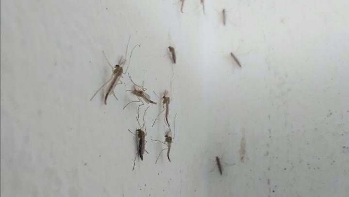 No son larvas ¡Son mosquitos veganos!