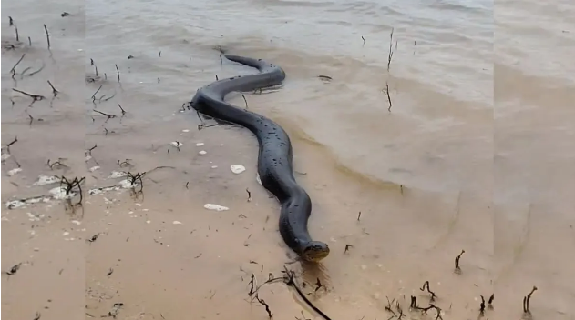 Salió a tomar sol y la encontraron en la playa de la costanera de Santa Fe