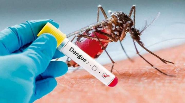 Dengue autóctono: un hombre de 59 años es el primer contagiado de la temporada