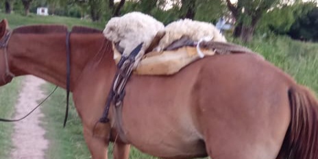  Colonia Mascias: Sorprendidos por la policia, cuando intentaban llevarse un caballo 