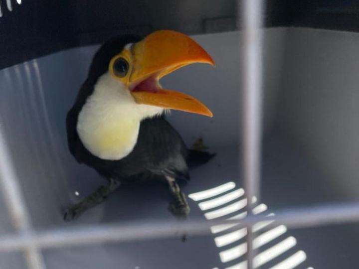 Provincia rescató animales en cautiverio que iban a ser vendidos de manera ilegal