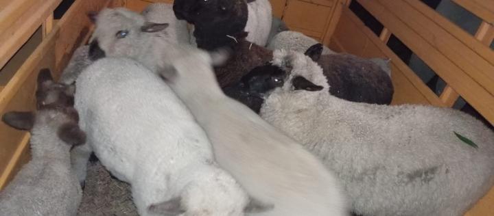 Abigeato : Se esclareció robo de ovinos en Campo el Medio 