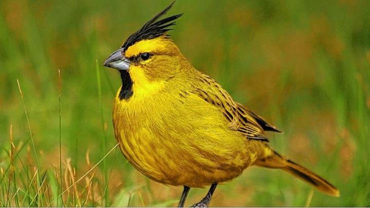 Preservación del cardenal amarillo y el águila coronada en el  norte santafesino